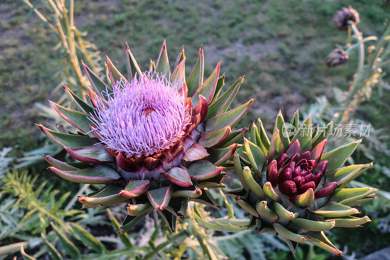 洋蓟(Cynara Scolymus)